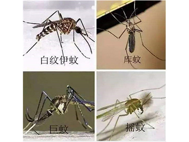 蚊蝇防治