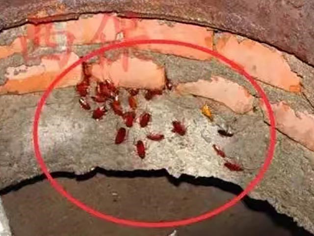 蟑螂防治