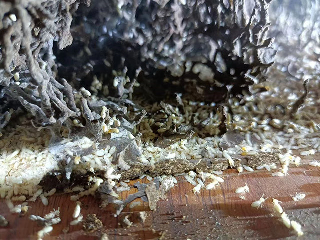 白蚁防治