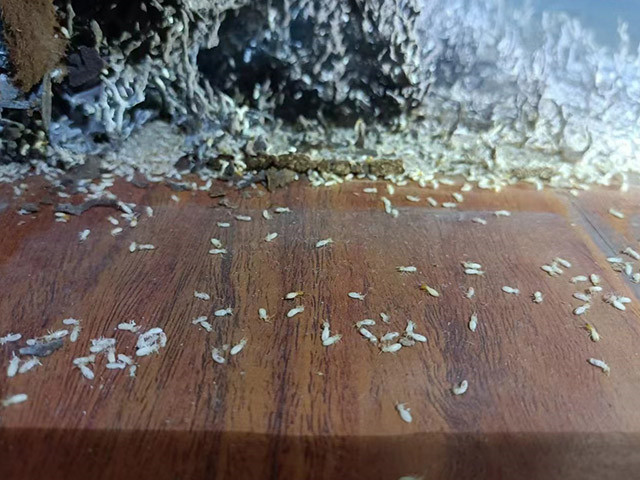 白蚁防治